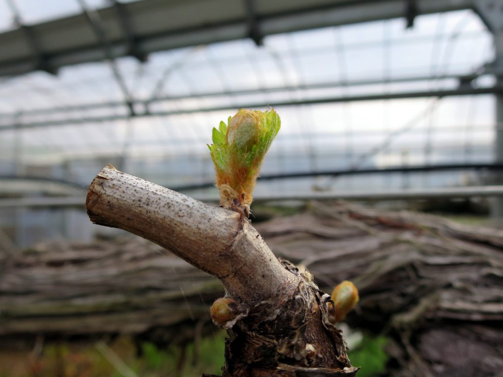 ぶどうの新芽-晴