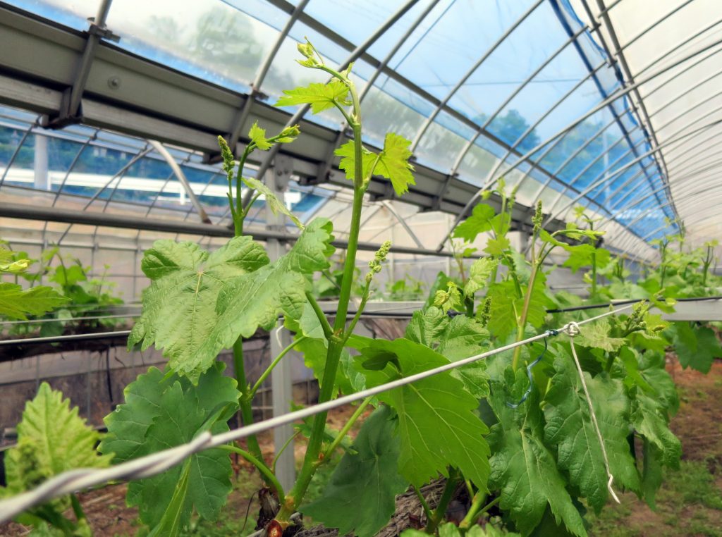 ブドウは育つ、すくすく育つ-曇のち雨