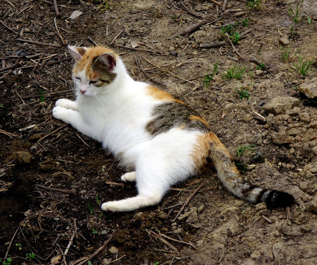 ハウス猫-曇のち晴