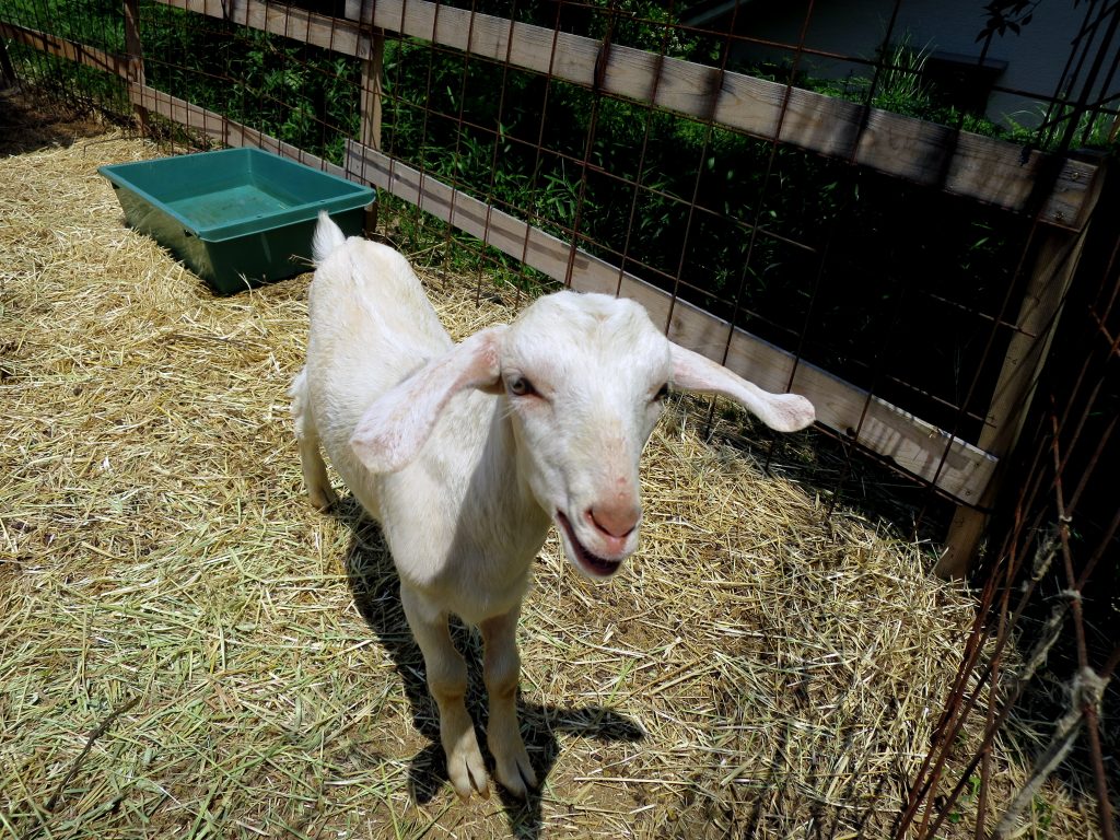 ようこそ、新しいヤギちゃん-晴