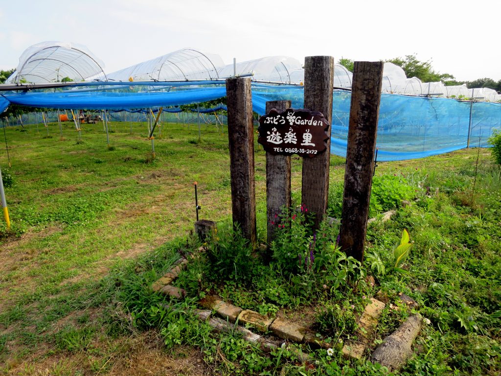 露地ぶどう研修会とラベンダー-晴