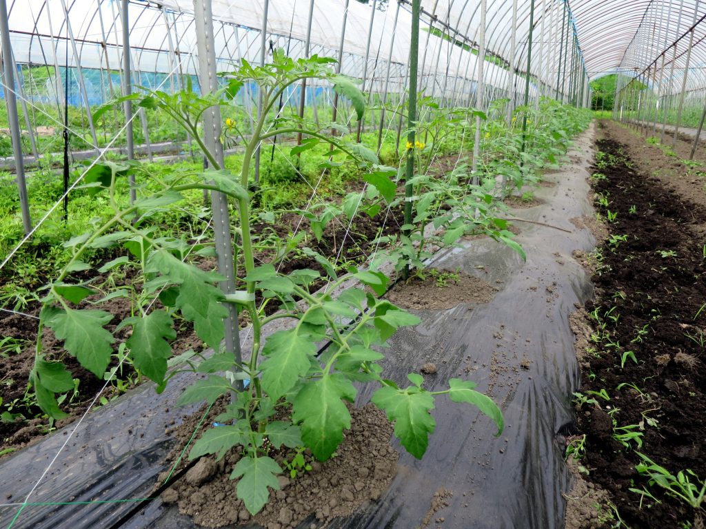 ロッソナポリタン現地研修会-曇ときどき雨