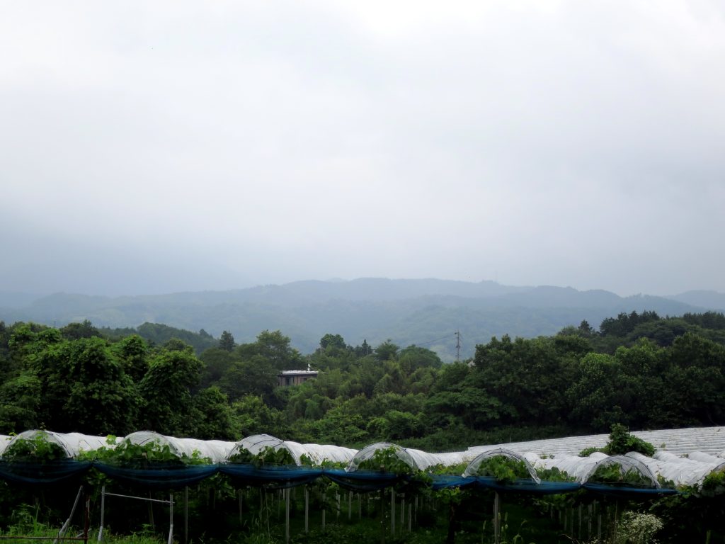 靄の中で仕事-曇のち雨