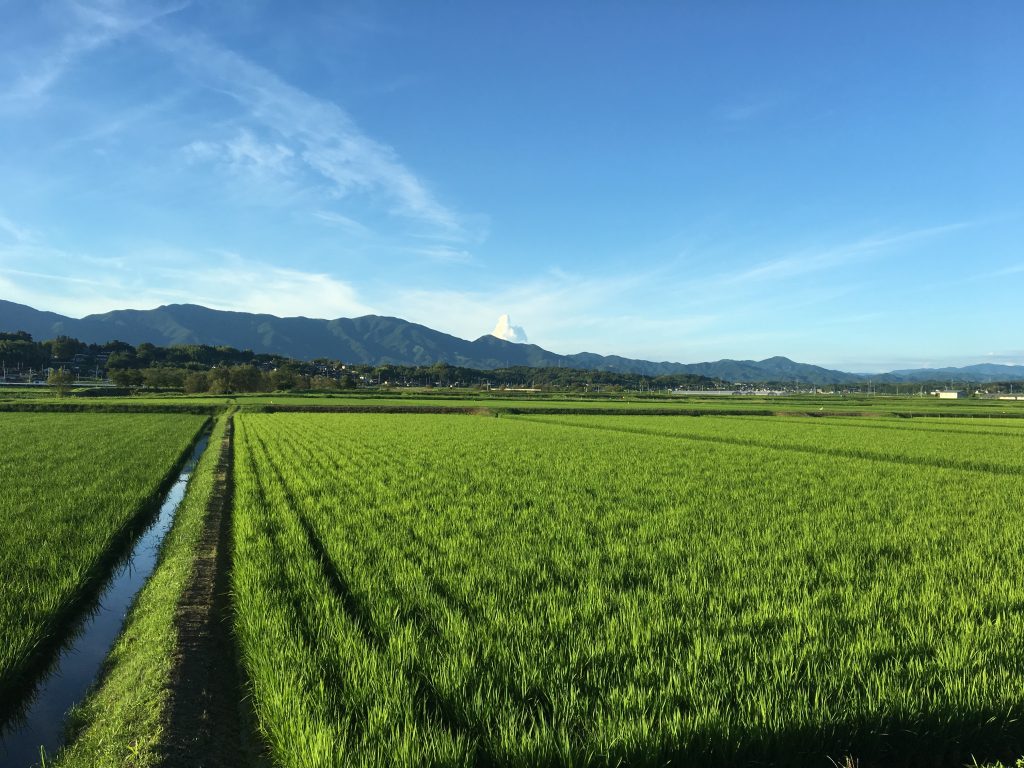 2019年度ぶどう注文受付開始-晴