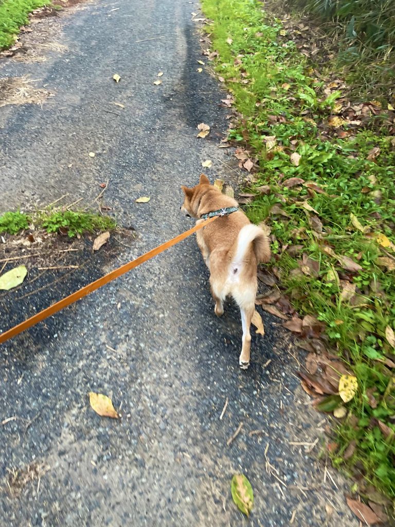 めざせ防獣対策犬